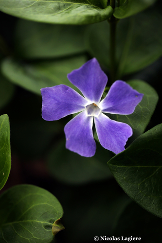 Vinca major (Greater Periwinkle) (alternate view 6)