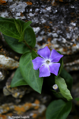 Vinca major (Greater Periwinkle) (alternate view 5)