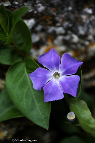 Vinca major (Greater Periwinkle) (alternate view 4)