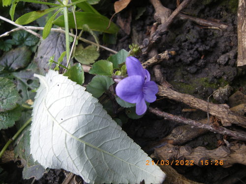Viola reichenbachiana (Early Dog-violet)