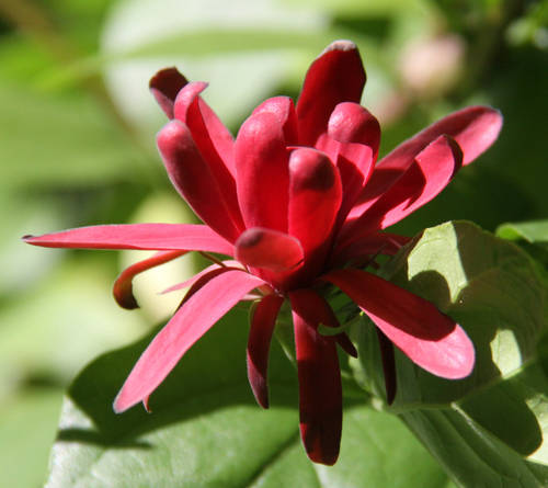 Calycanthus occidentalis (Western Spice Bush)