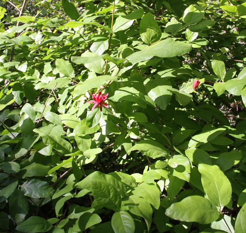 Calycanthus occidentalis (Western Spice Bush) (alternate view 2)