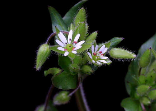 Stellaria media (chickweed)