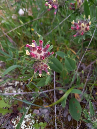 Anthyllis vulneraria (Common Kidney-Vetch)