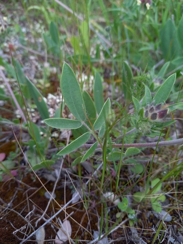 Anthyllis vulneraria (Common Kidney-Vetch)
