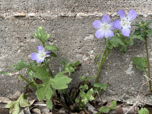 Nemophila phacelioides (Texas baby blue eyes) (alternate view 3)