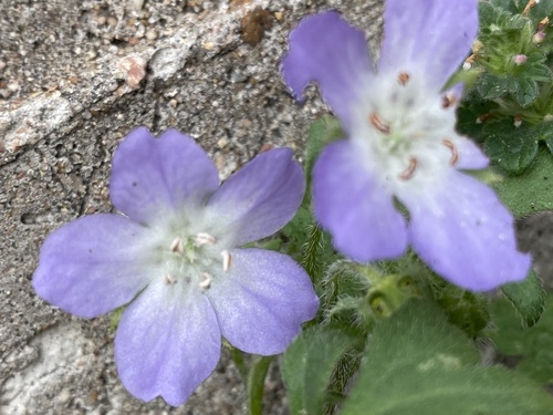 Nemophila phacelioides (Texas baby blue eyes) (alternate view 4)