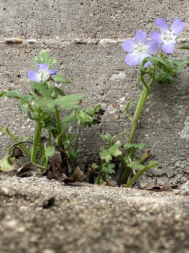 Nemophila phacelioides (Texas baby blue eyes) (alternate view 5)