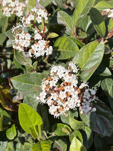 Viburnum tinus (Viburnum tinus) (alternate view 5)