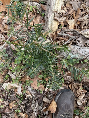Cephalotaxus harringtonia (Japanese Plum Yew)