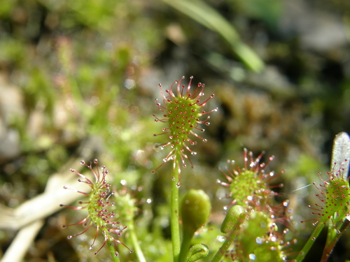 Drosera intermedia (spoonleaf sundew)