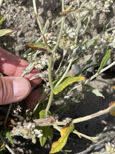 Pseudognaphalium biolettii (two-color rabbit tobacco) (alternate view 7)