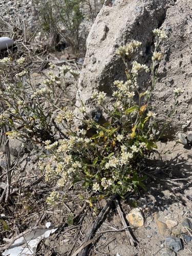 Pseudognaphalium biolettii (two-color rabbit tobacco) (alternate view 8)