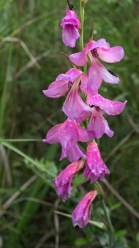 Gladiolus communis (Gladiolus)