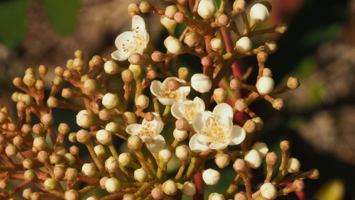 Photinia serratifolia (Chinese Photinia) (alternate view 5)