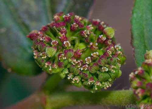 Euphorbia hirta (Asthma Plant)