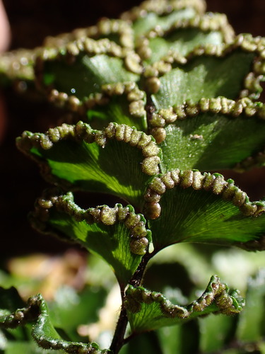 Adiantum hispidulum (Rough Maidenhair Fern) (alternate view 5)