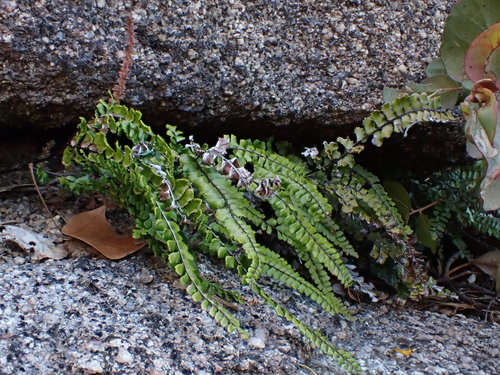 Adiantum hispidulum (Rough Maidenhair Fern) (alternate view 4)