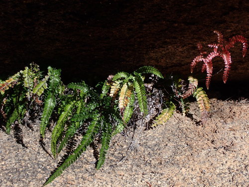 Adiantum hispidulum (Rough Maidenhair Fern)