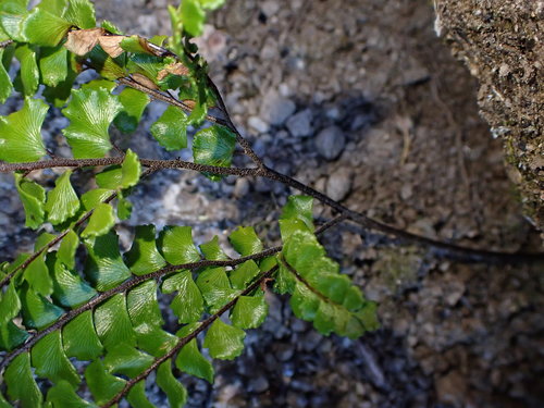Adiantum hispidulum (Rough Maidenhair Fern) (alternate view 2)