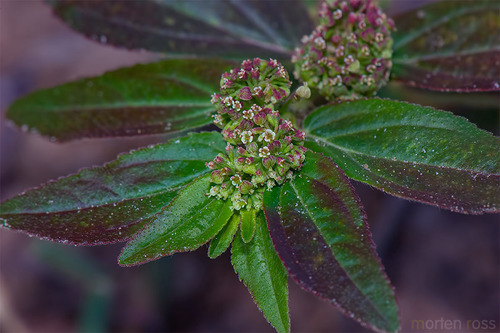 Euphorbia hirta (Asthma Plant)