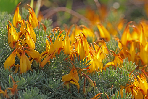 Lotus (bird's-foot trefoils) (alternate view 4)