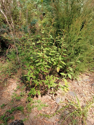 Pomaderris aspera (Hazel Pomaderris)