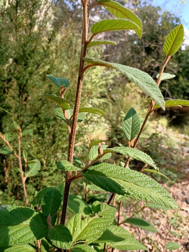 Pomaderris aspera (Hazel Pomaderris) (alternate view 3)