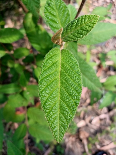 Pomaderris aspera (Hazel Pomaderris) (alternate view 4)