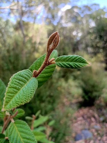 Pomaderris aspera (Hazel Pomaderris) (alternate view 5)