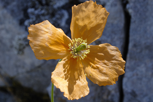 Papaver rupifragum (alternate view 3)