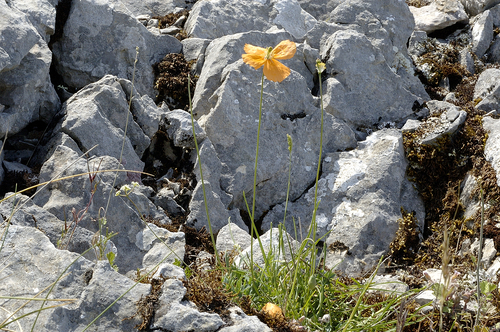 Papaver rupifragum (alternate view 4)