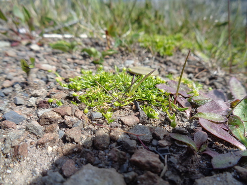 Sagina procumbens (pearlwort) (alternate view 3)