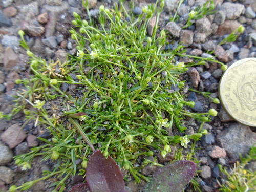 Sagina procumbens (pearlwort) (alternate view 2)