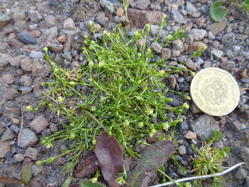 Sagina procumbens (pearlwort)