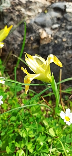 Iris tuberosa (alternate view 6)