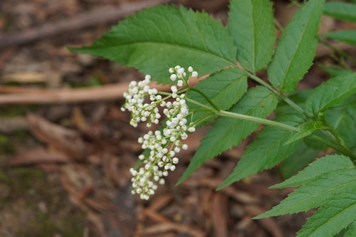 Sambucus gaudichaudiana (White Elderberry) (alternate view 2)