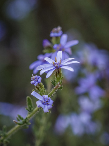 Olearia ramulosa (Twiggy Daisy-Bush)