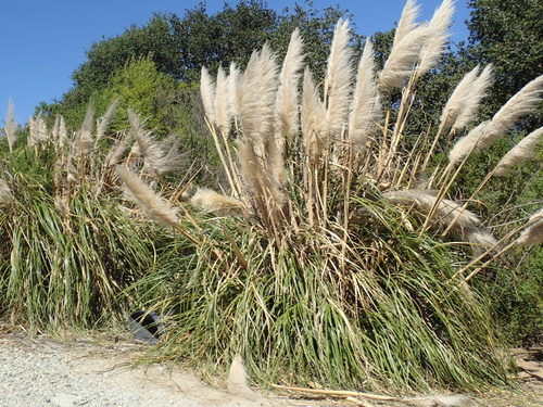 Cortaderia selloana (Pampas Grass)