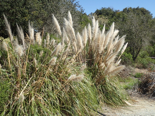 Cortaderia selloana (Pampas Grass)
