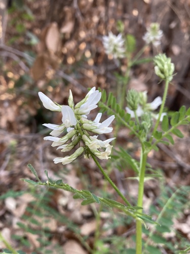 Astragalus (milkvetches) (alternate view 7)