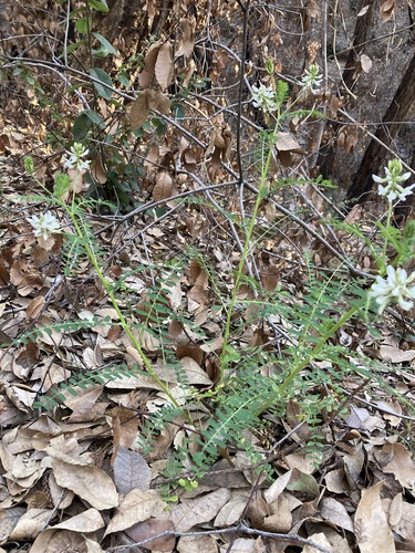 Astragalus (milkvetches) (alternate view 8)