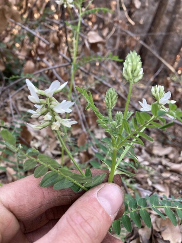 Astragalus (milkvetches) (alternate view 6)
