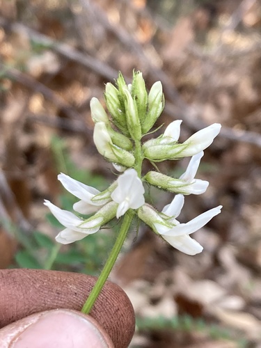 Astragalus (milkvetches) (alternate view 4)