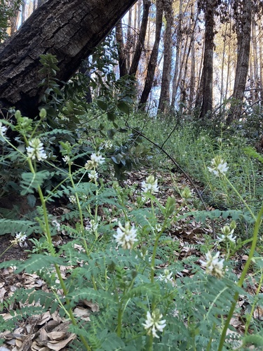 Astragalus (milkvetches) (alternate view 5)