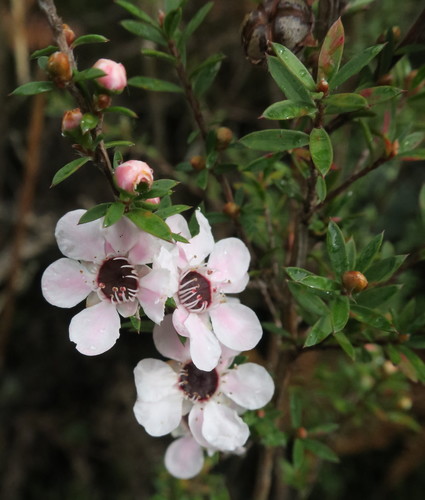 Leptospermum scoparium (Mānuka)