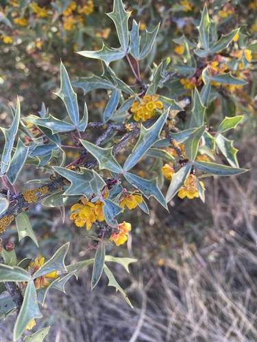Berberis trifoliolata (Agarita) (alternate view 6)