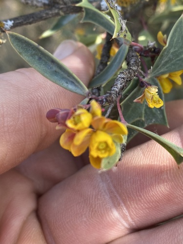 Berberis trifoliolata (Agarita) (alternate view 7)