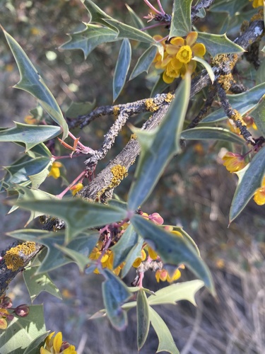 Berberis trifoliolata (Agarita) (alternate view 8)