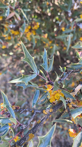 Berberis trifoliolata (Agarita) (alternate view 9)